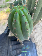 👑🌶️ KK339 — Chubby 10” Pup