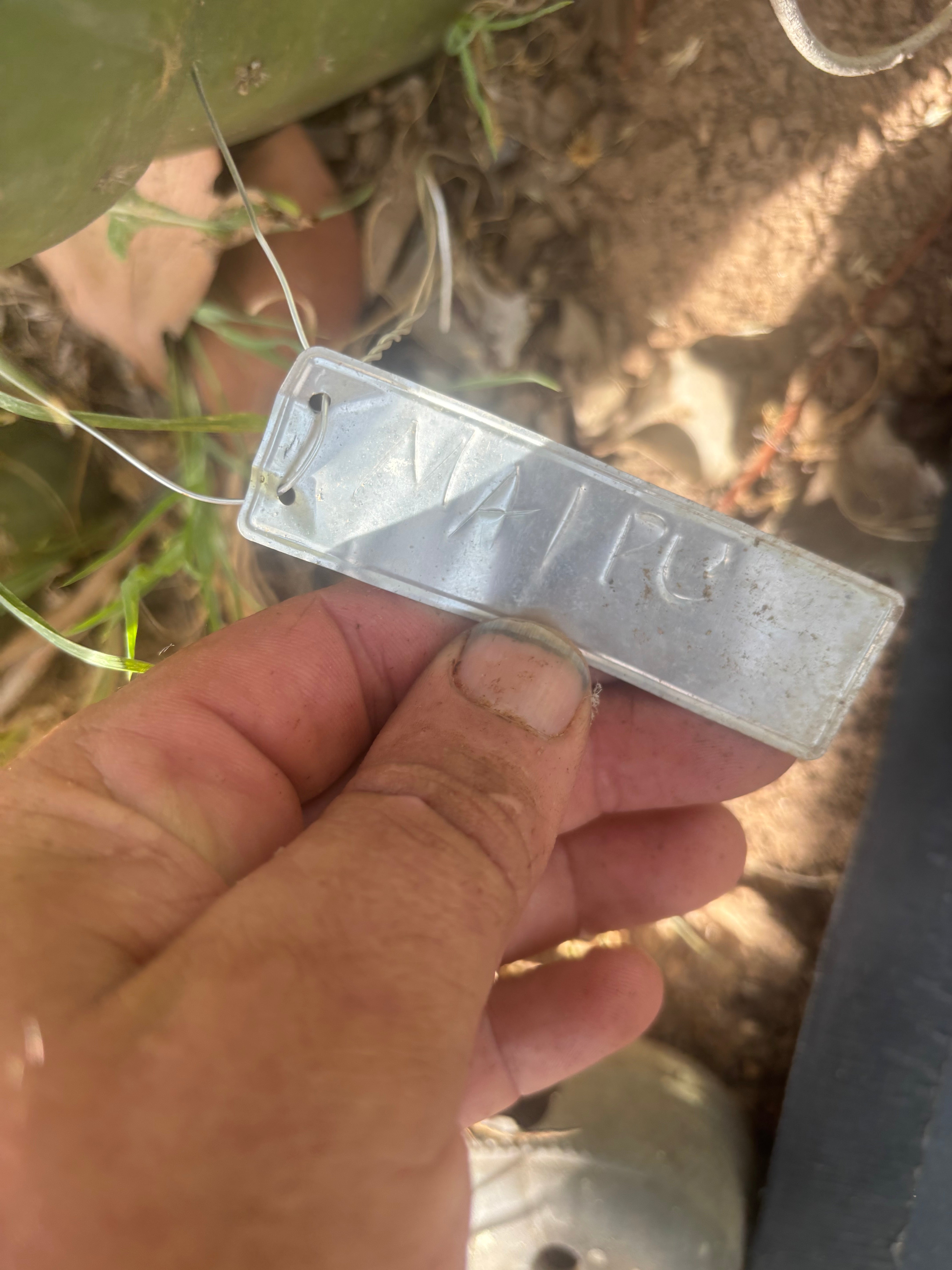 👑🌶️ Maipu — XL 13” Tip