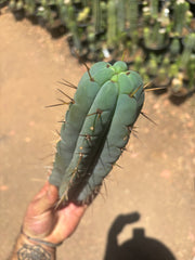 👑🌶️🌶️ Pala — Chonky 11” Pup