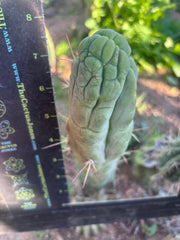 💎👑 Bruce’s Dragon — 8” Tip