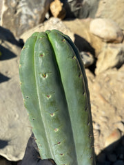 💎🌶️ SS02 x Yowie — MASSIVE 15” Tip