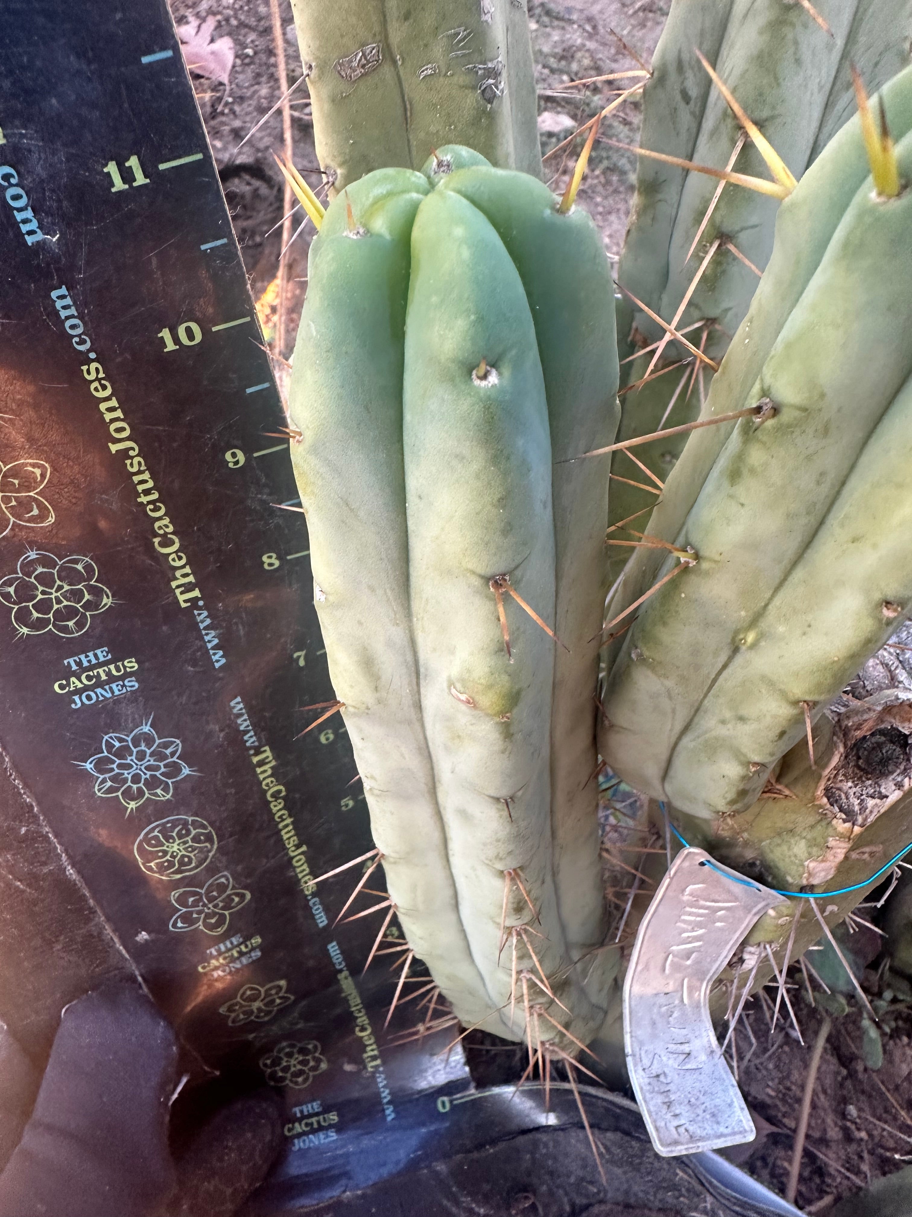 👑🌶️🌶️ Jiimz Twin Spine  — 11” Pup