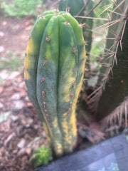 💎 Vari Pachanoi — 7.5” Tip