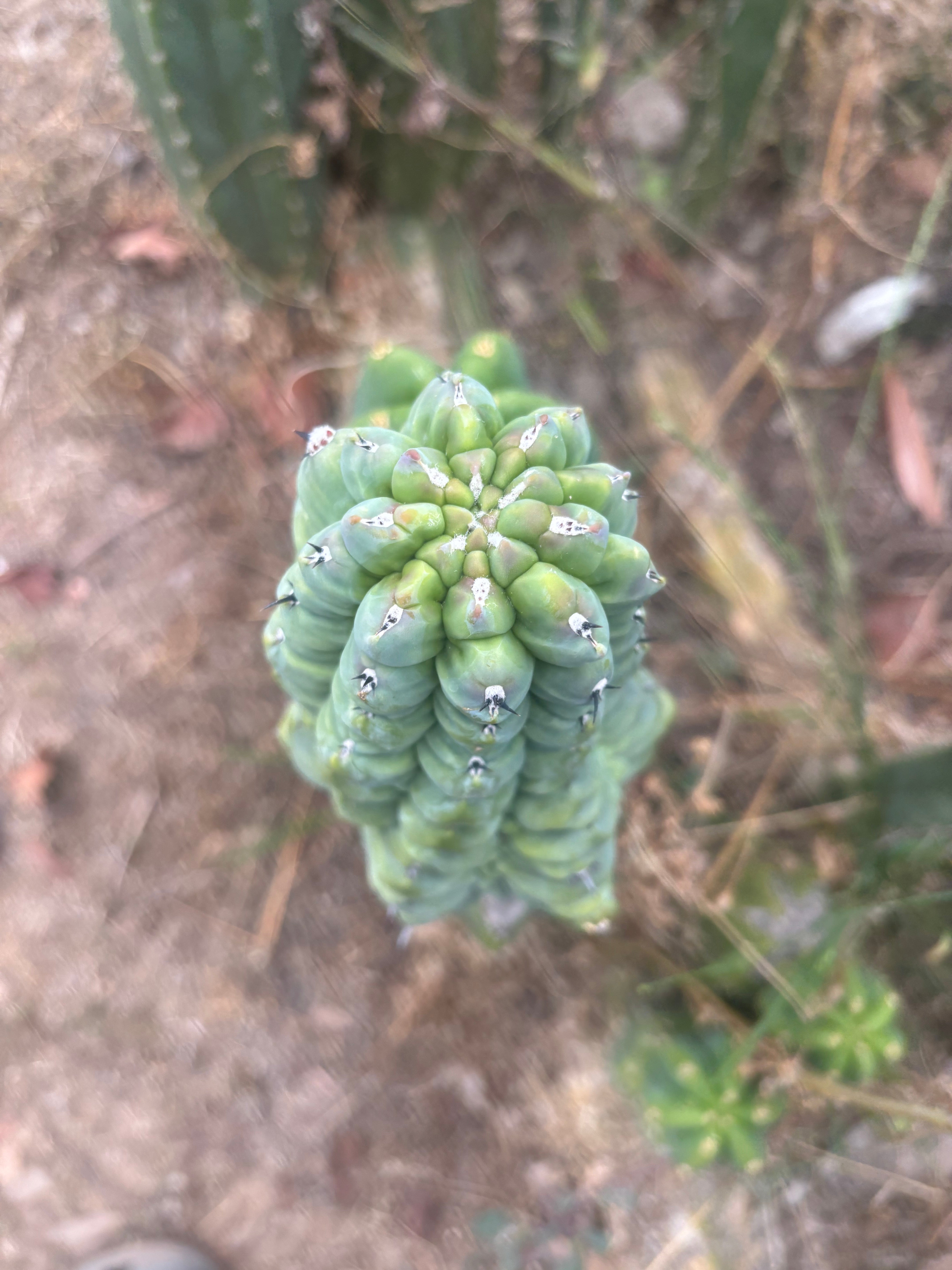 👑💎 Glorp — Another XL Graft