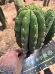 💎 SASS x Heynes — Fat 9” Pup (First Timer)