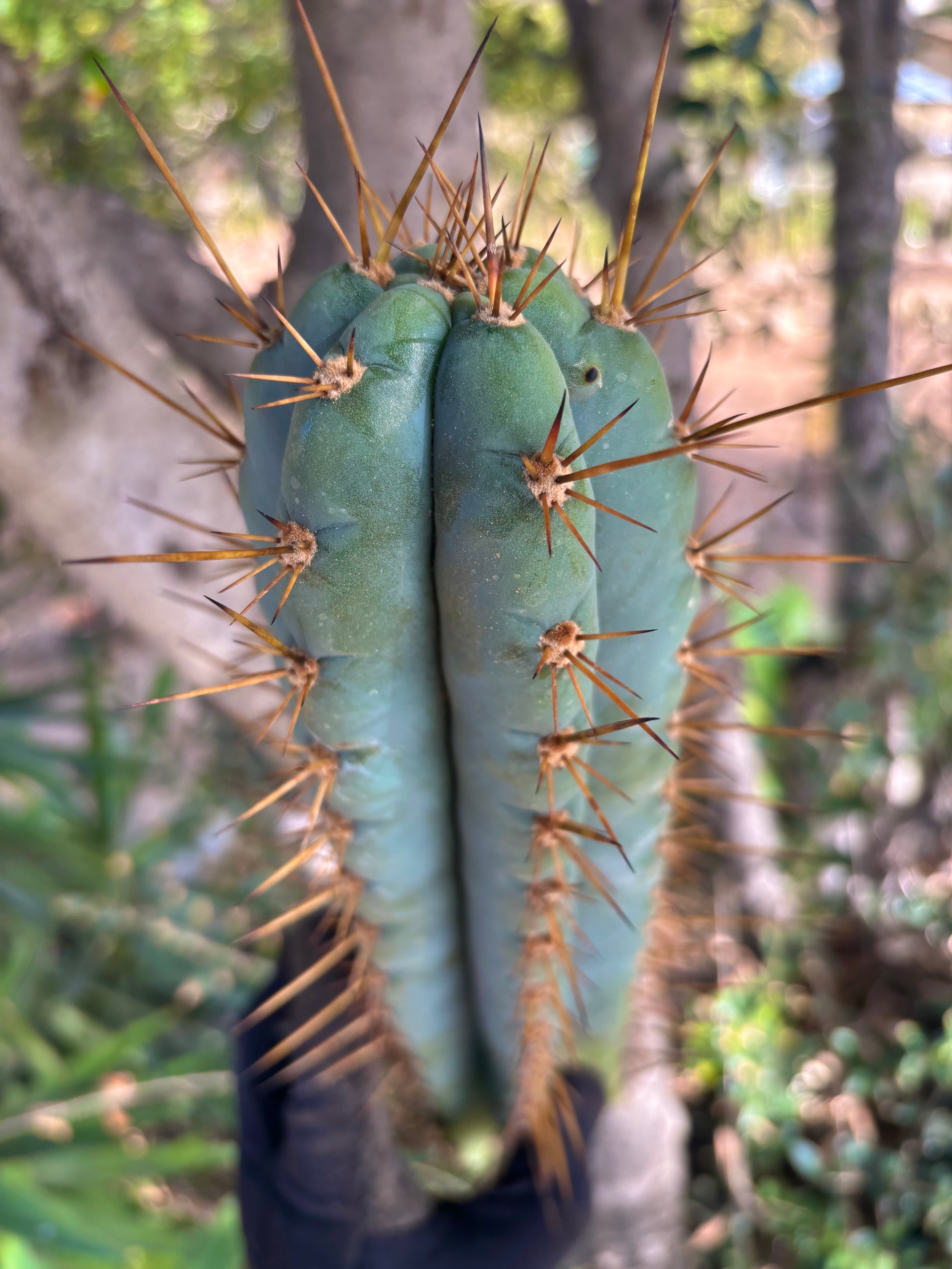 Custom Listing for JAYMATIC