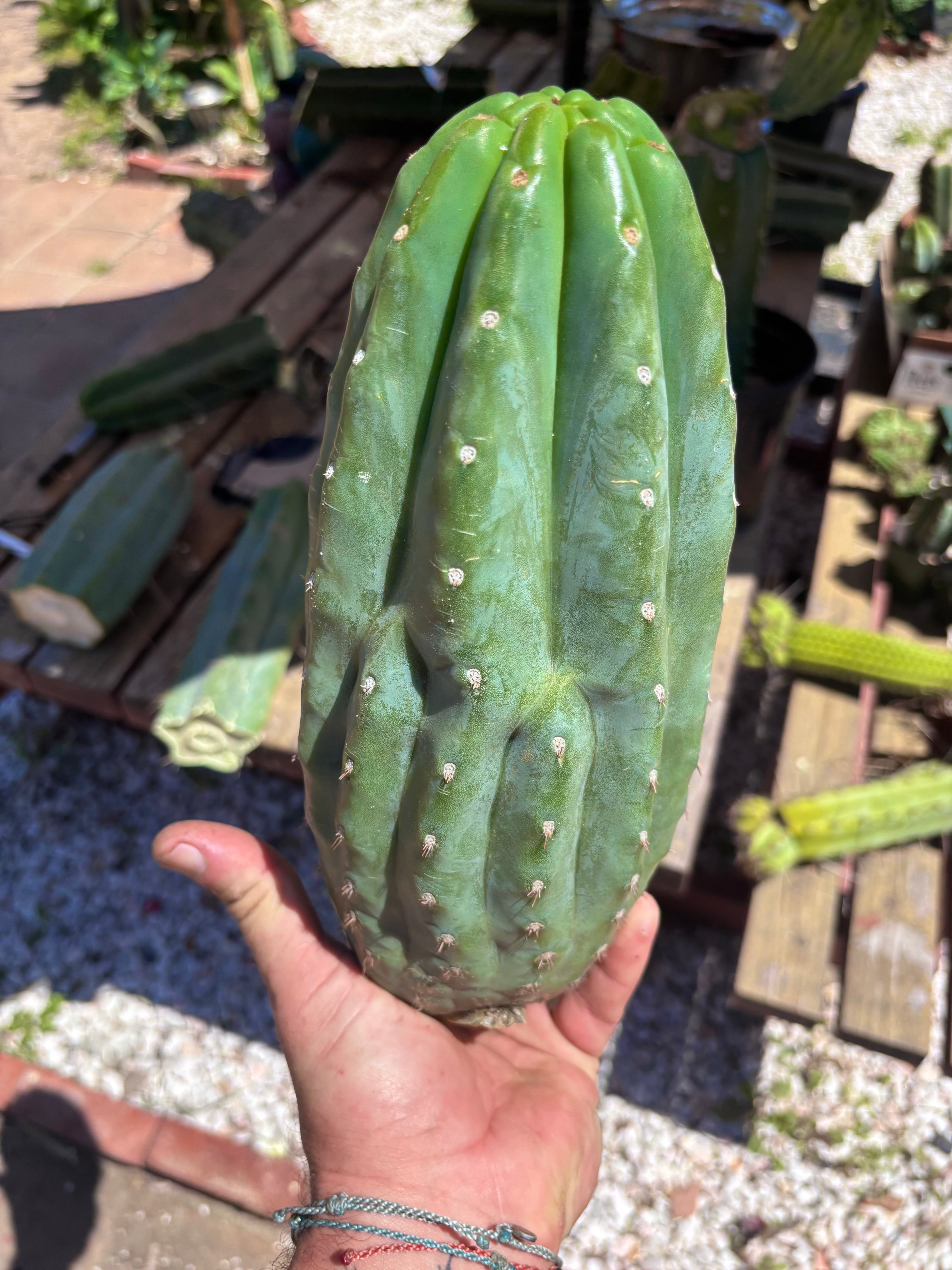 👑🌶️ Pierre — BEEFY 12” Pup