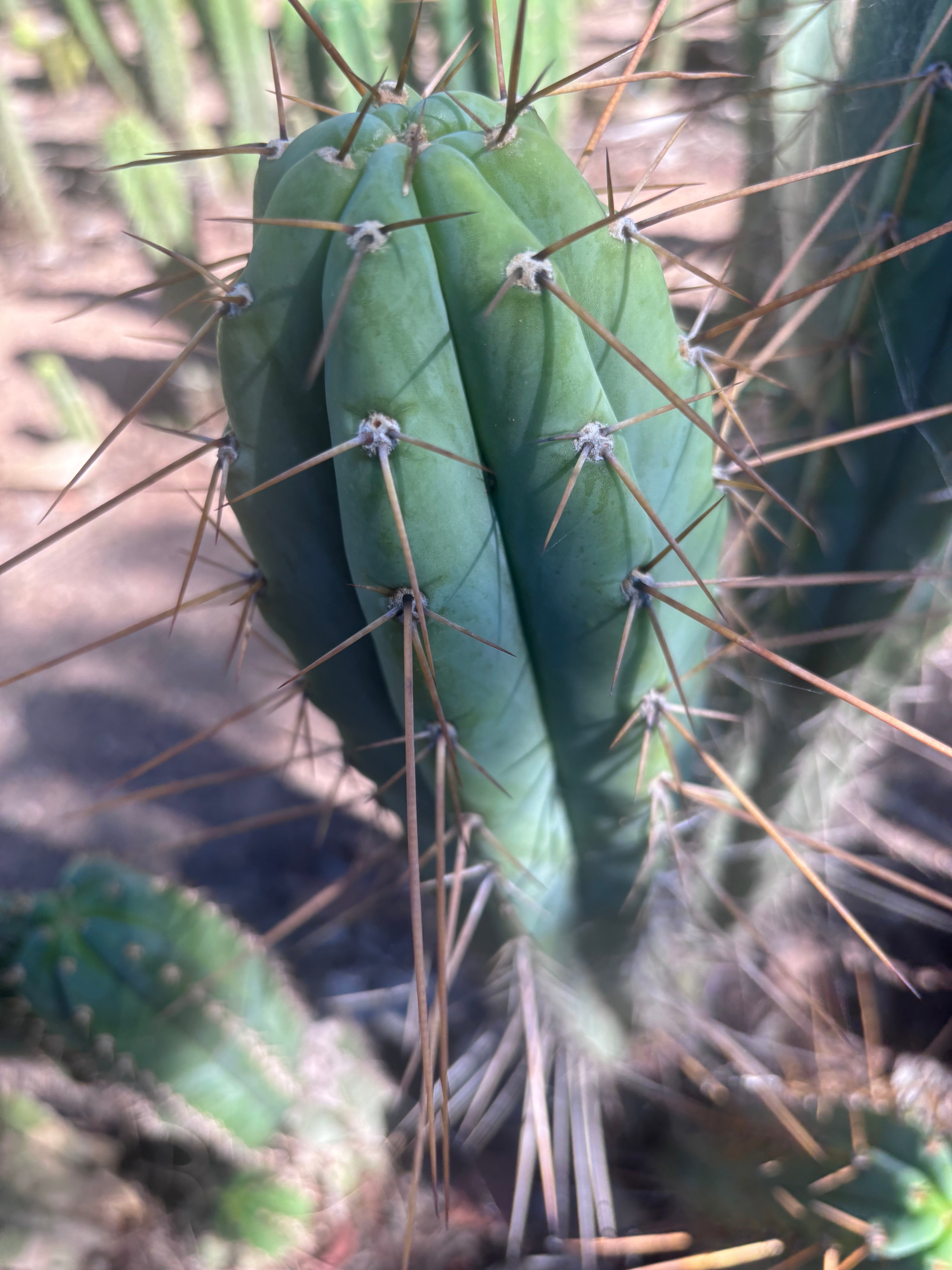 👑🌶️ Nash — XL 14” Tip