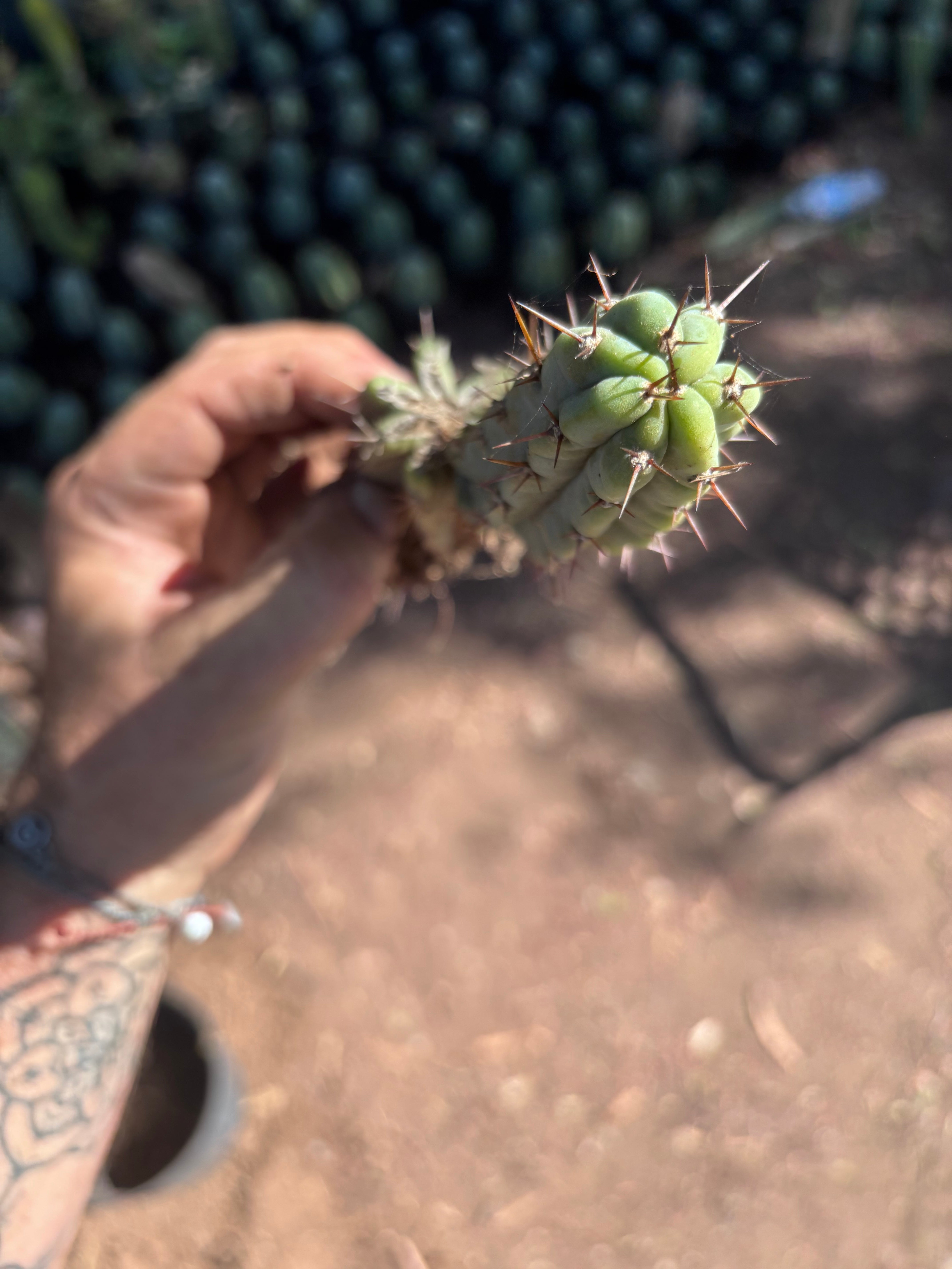 👑🌶️🌶️ Pala! — 9” Rooted