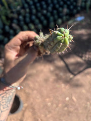 👑🌶️🌶️ Pala! — 9” Rooted