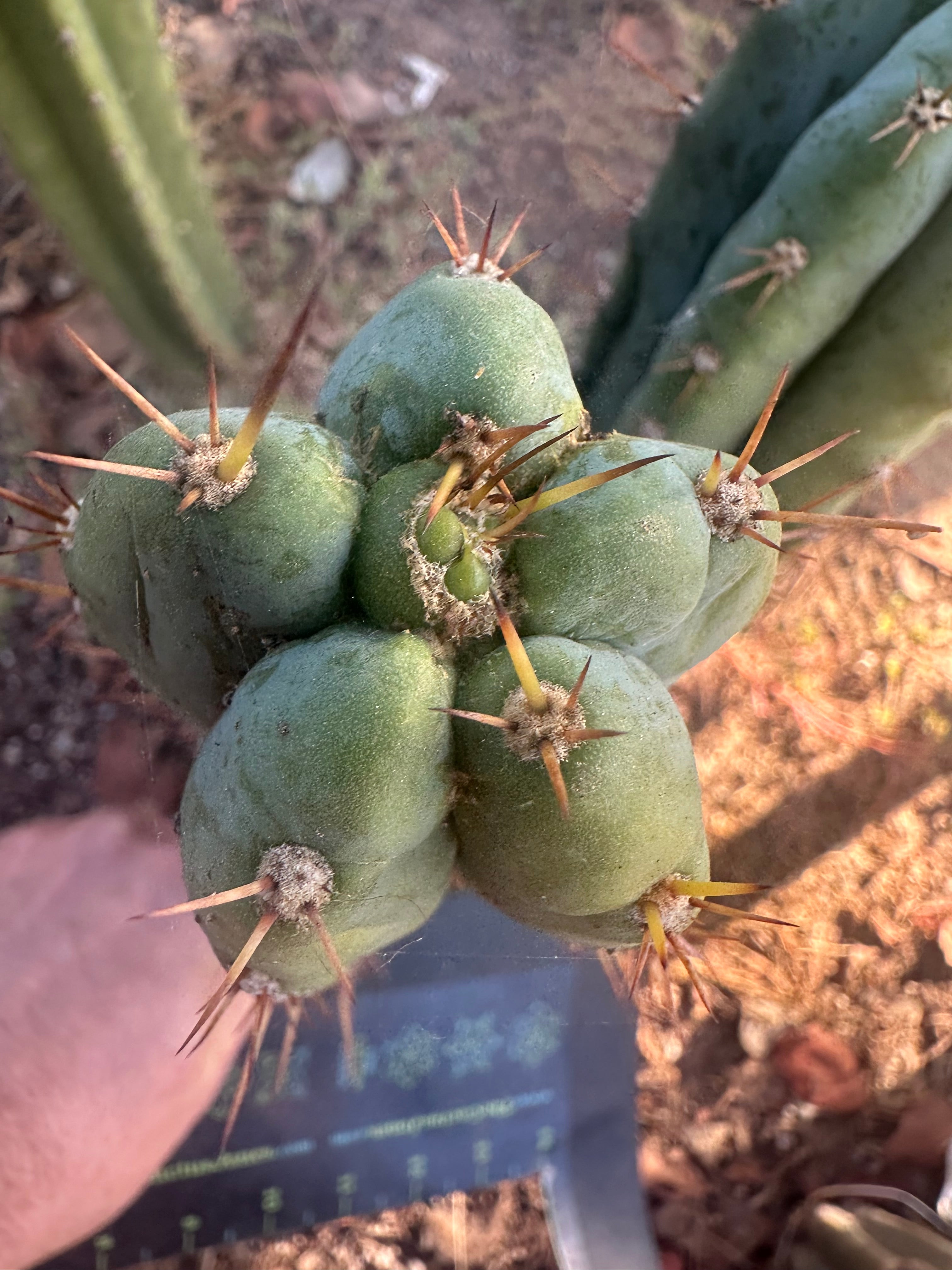👑🌶️ Kimnach — 10” Tip