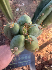 👑🌶️ Kimnach — 10” Tip