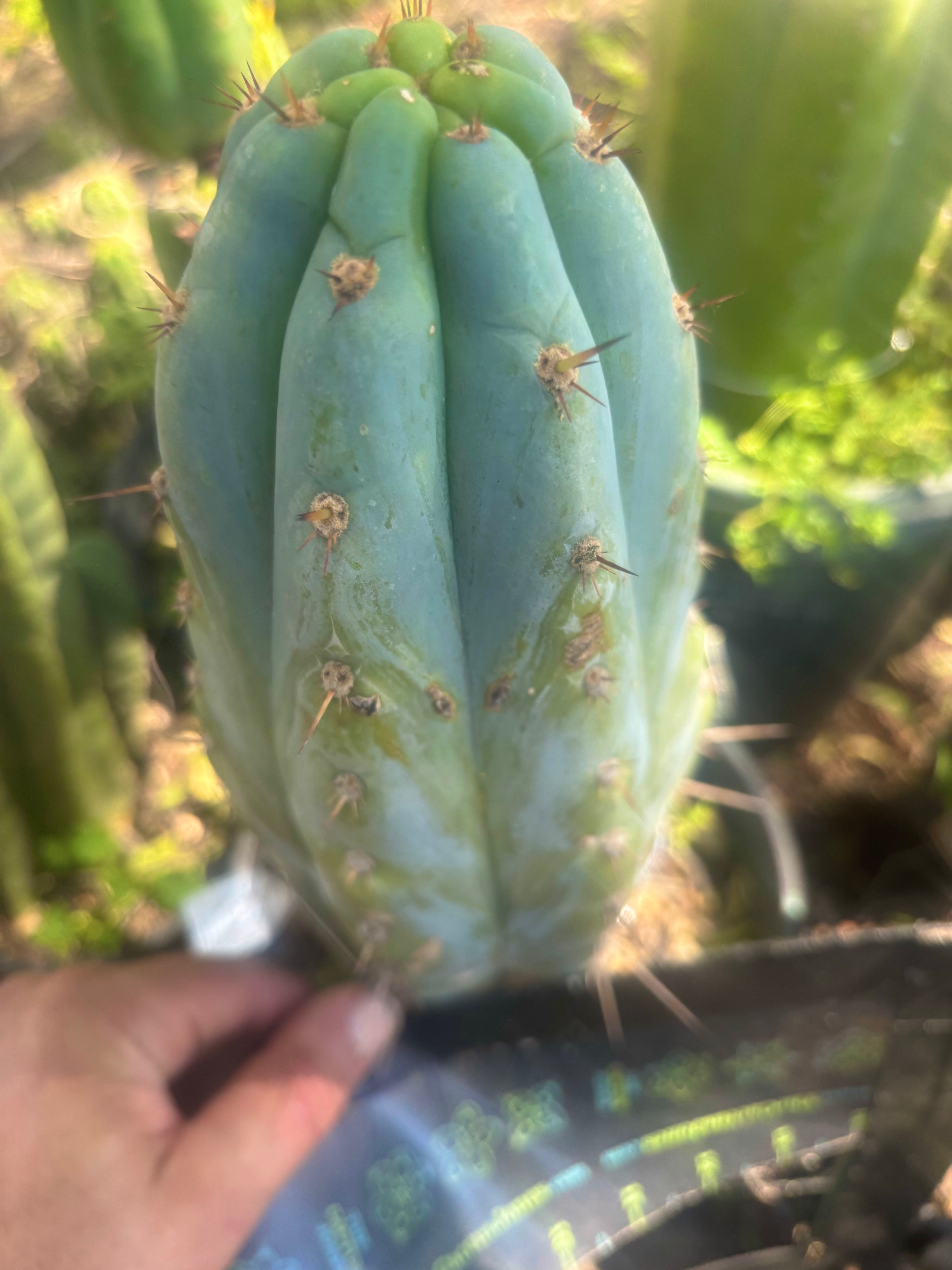 💎👑🌶️ Sharxx Blue — Thick 9” Tip