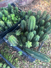 🎁🌶️ NEW Add On Freebie! — DeCosta x Bob, Large Yearlings