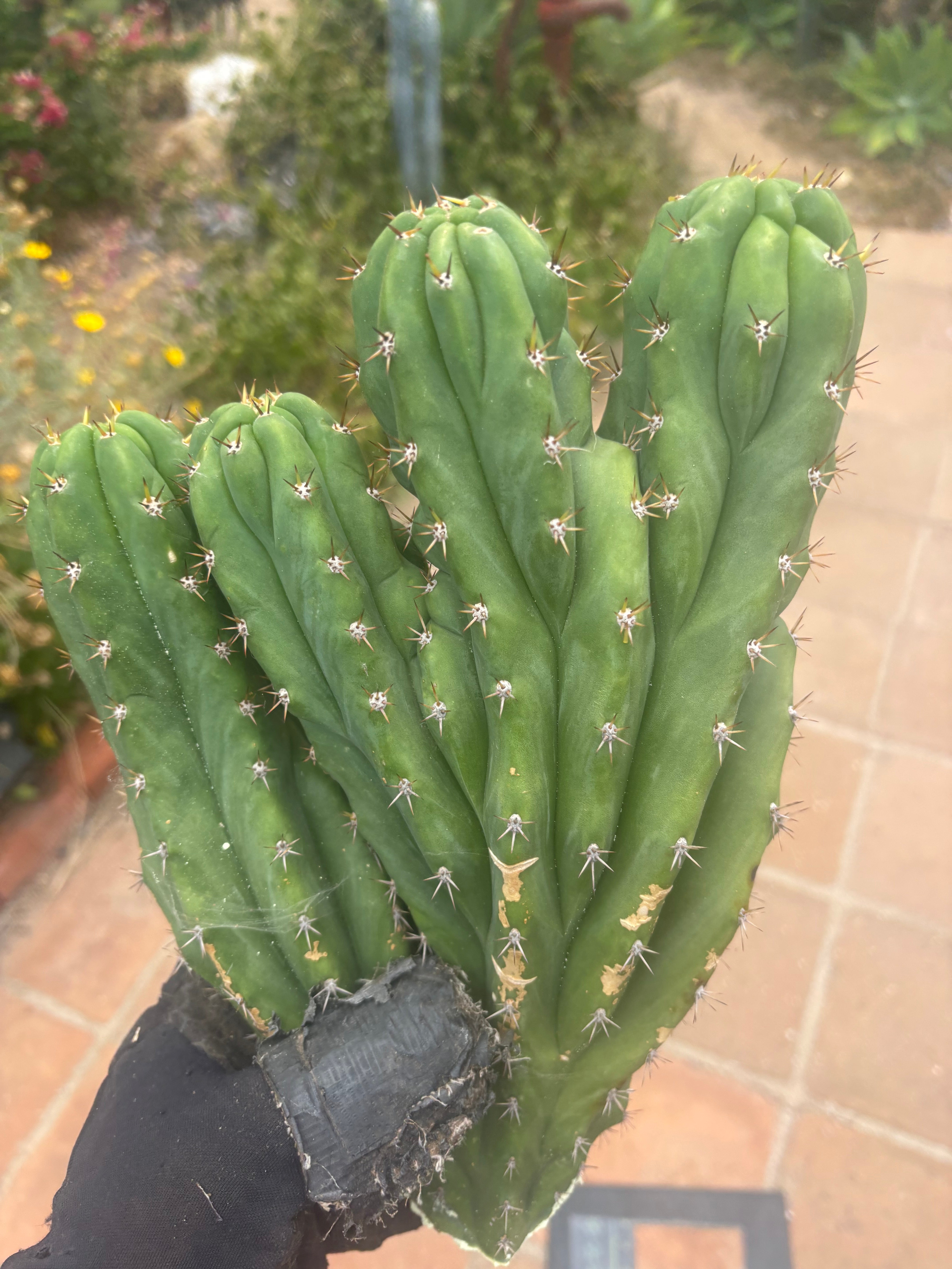 💎 Oscar x TPM — 4 Tip Dichot Crest