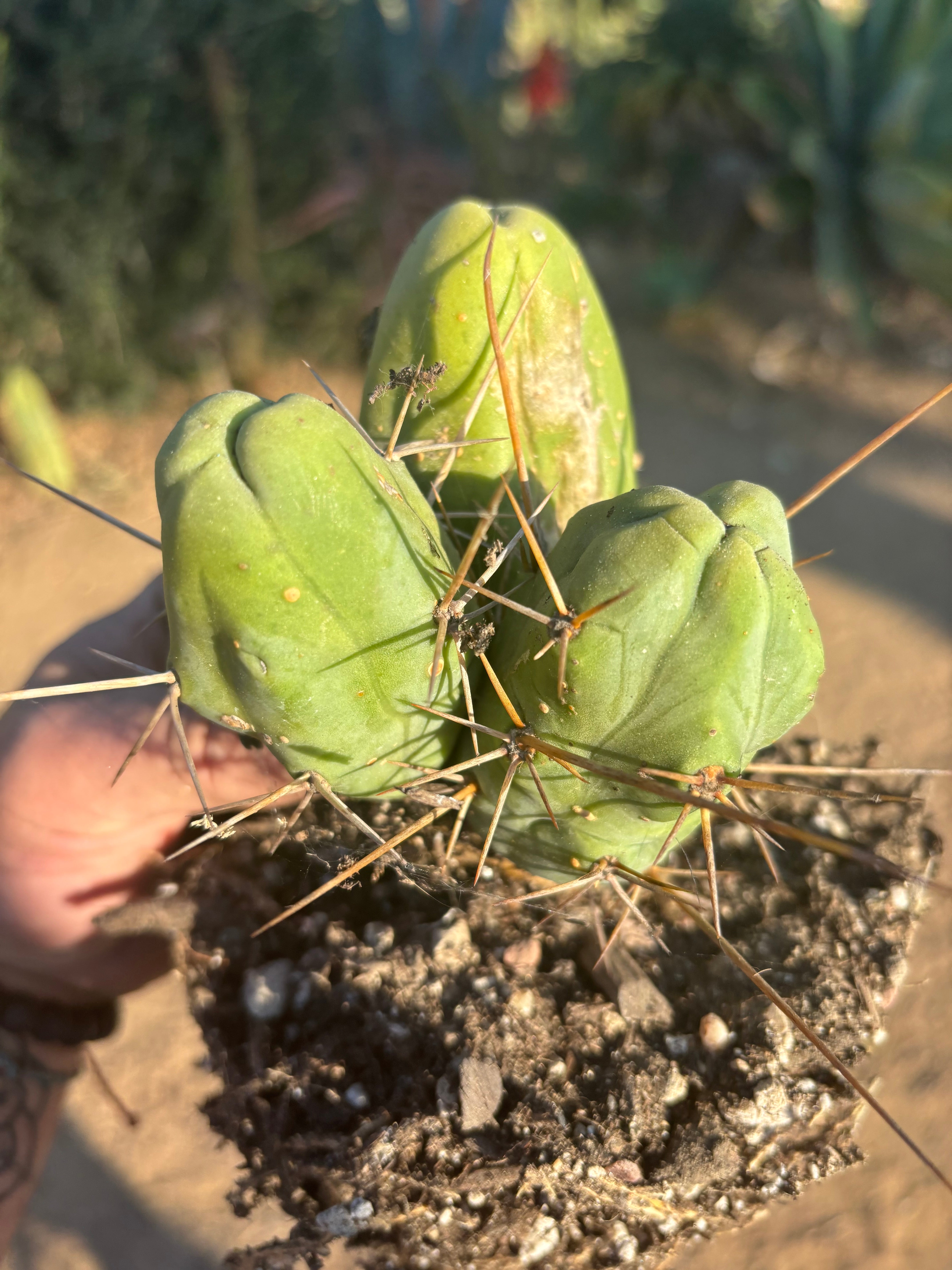 👑🌶️🌶️  TBM Clone B — Fully Rooted