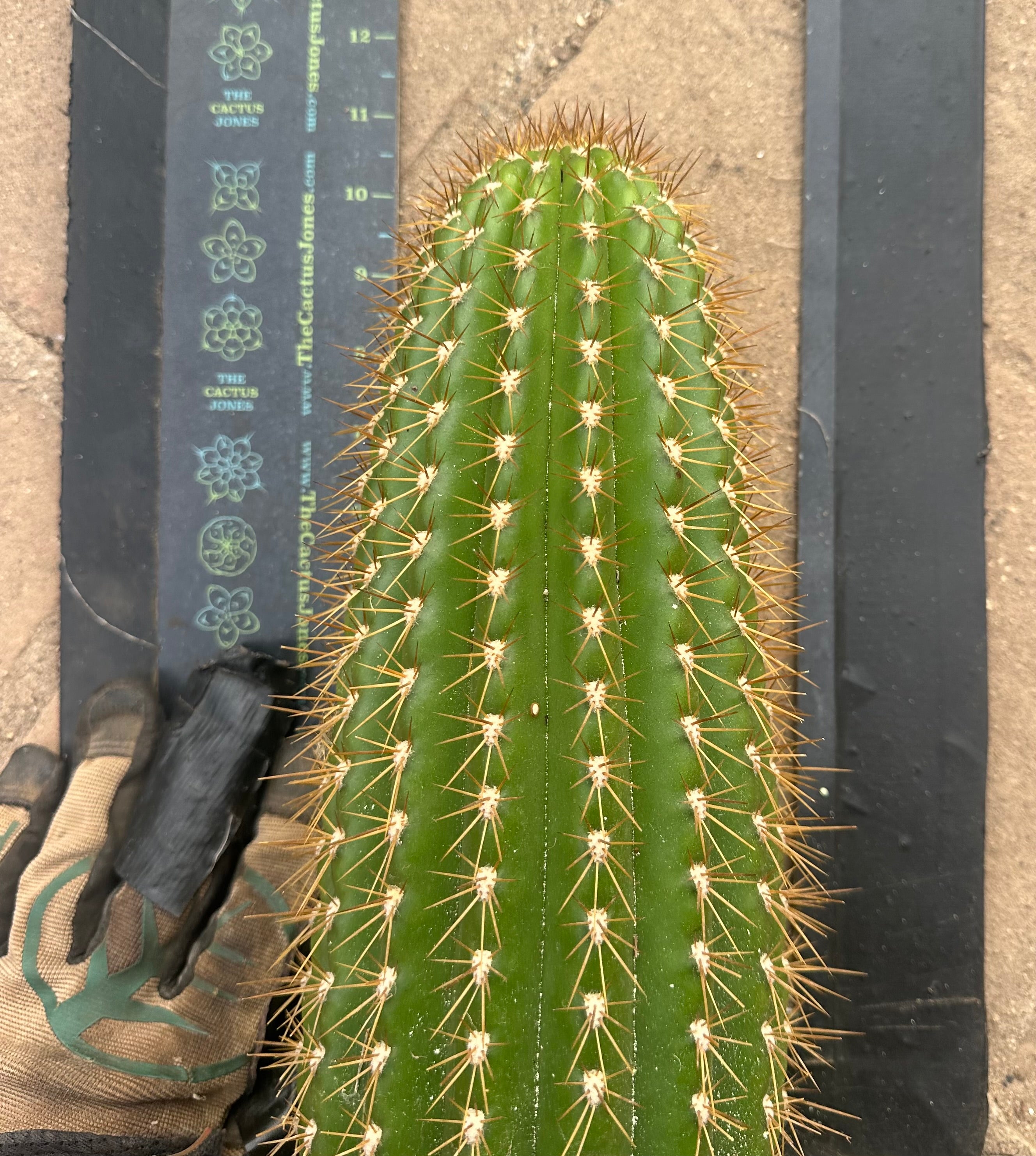 (LAST CALL) The World’s Greatest Grafting Stock — *FAT* 10” Tips (Pre-Order)