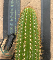 (LAST CALL) The World’s Greatest Grafting Stock — *FAT* 10” Tips (Pre-Order)