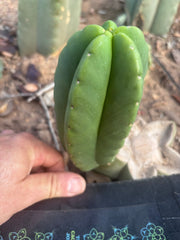 💎👑💎🌶️ Ferah! — 6” Grenade Pup