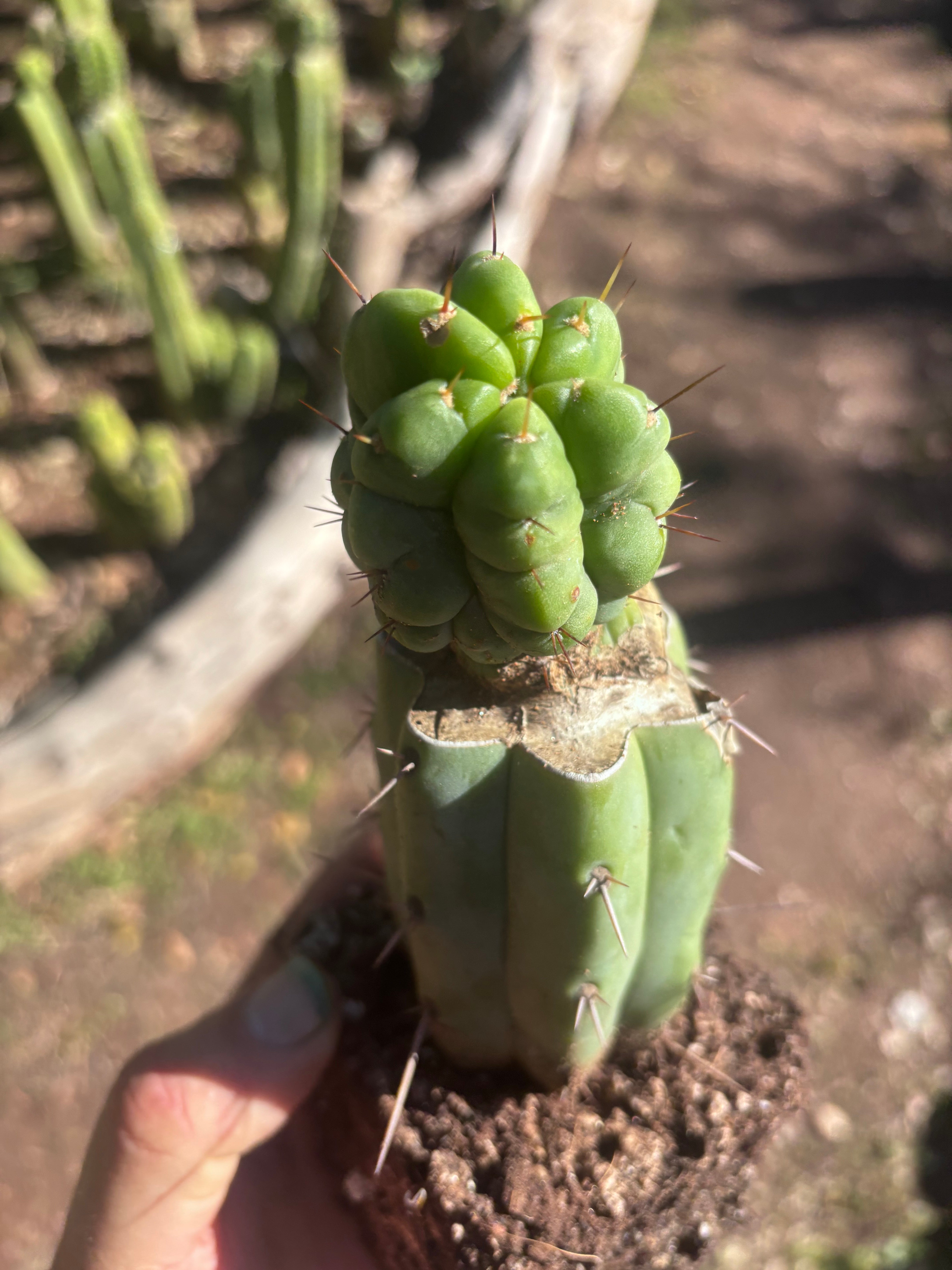 💎👑💎 Havran — Rooted Graft