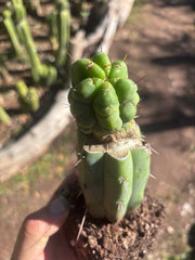 💎👑💎 Havran — Rooted Graft