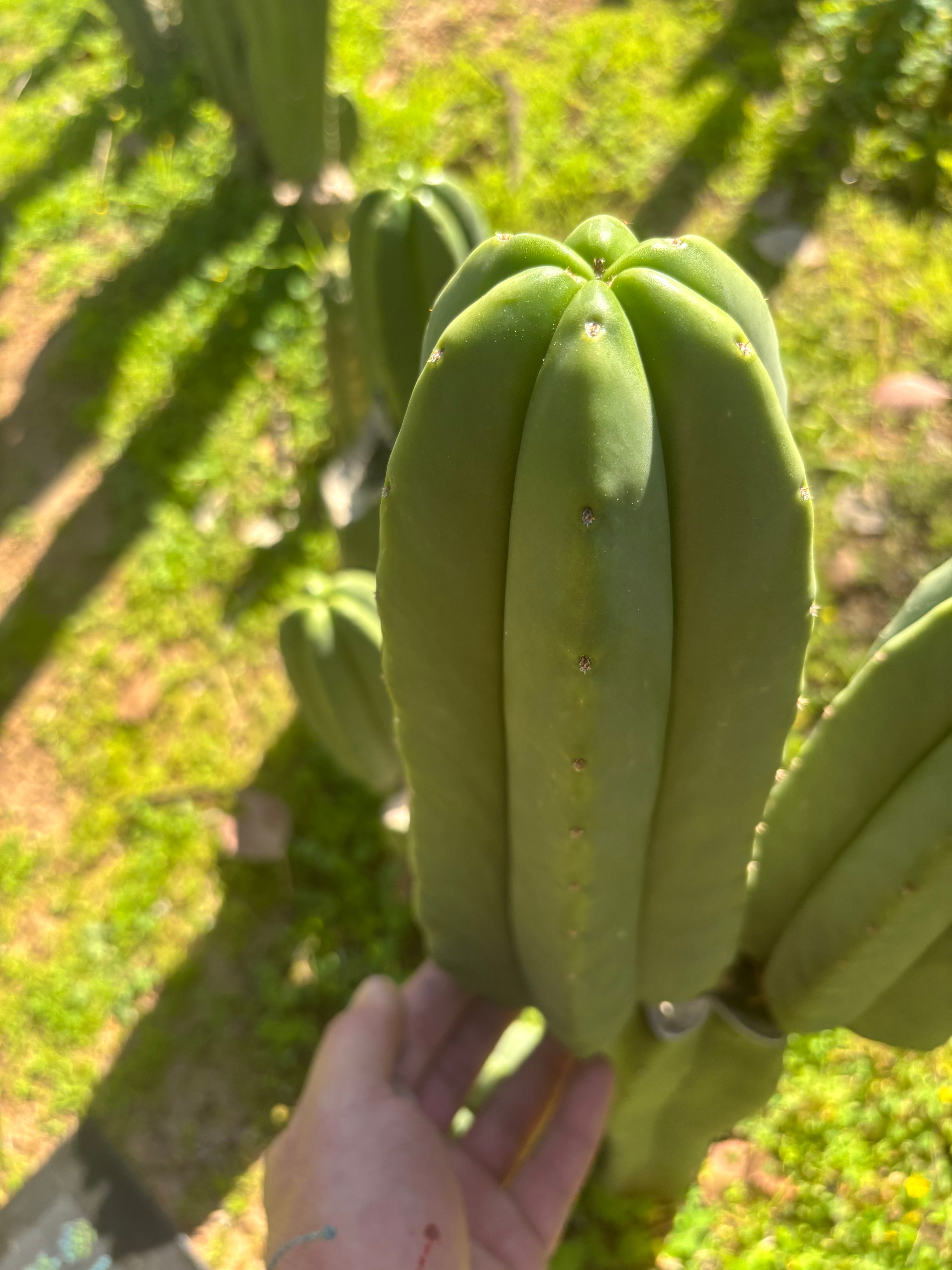 👑🌶️ Zulk — FAT 11” Pup