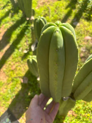 👑🌶️ Zulk — FAT 11” Pup