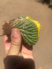 💎🔰💎 Crested Variegated Pachanoi — Perfect Color Split Crest w/ Roots