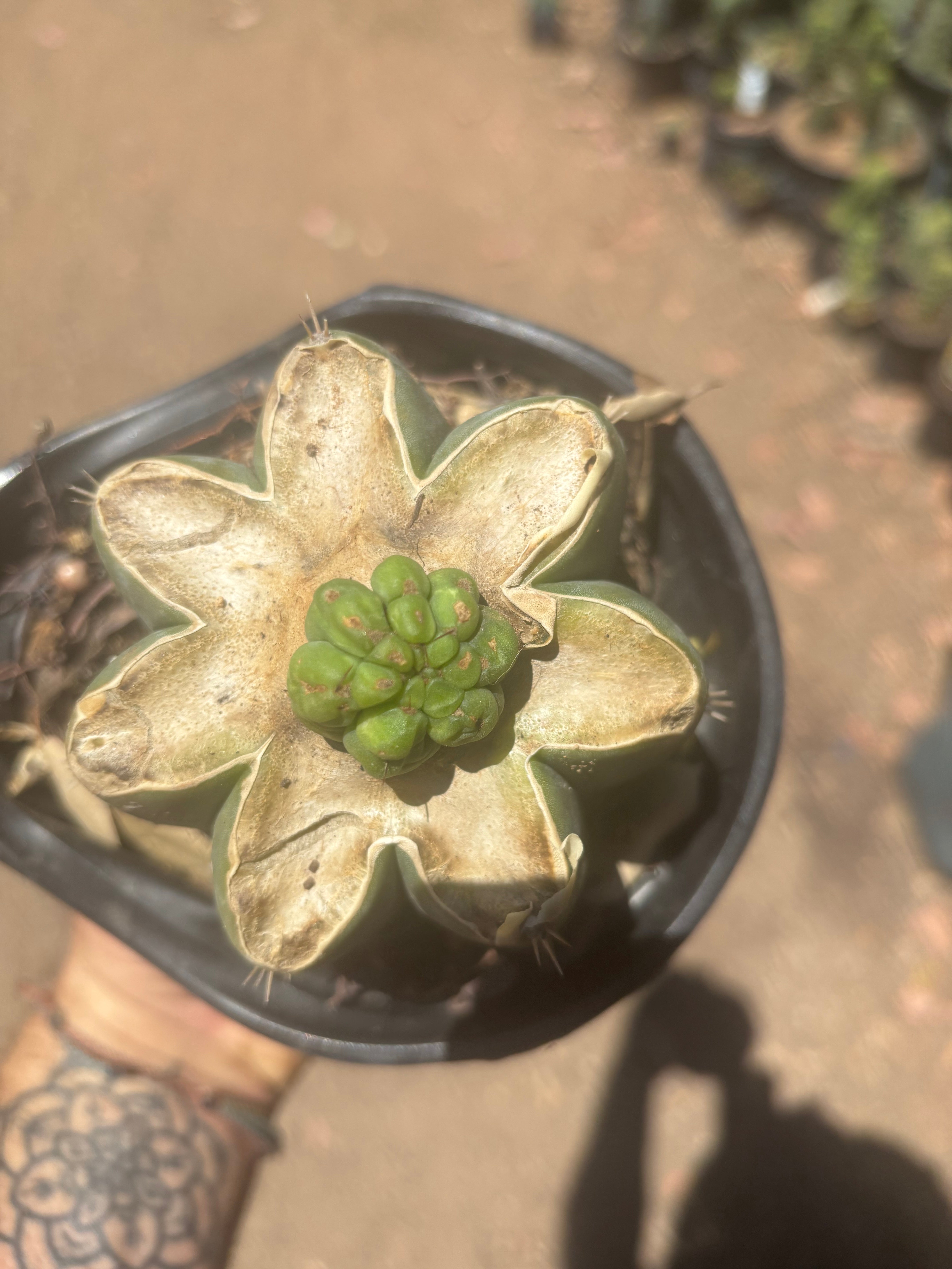💎👑💎 Havran — Pup Graft on Rooted Shine01