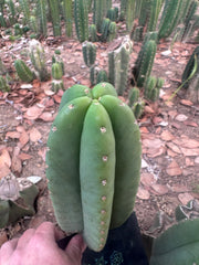 👑🌶️  Scop A  — Chonky 10” Tips