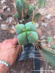 💎👑🌶️  La Paz  — 10” Fourwang Pup