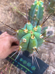 💎👑 Rosei 2 — 7.5” Pup