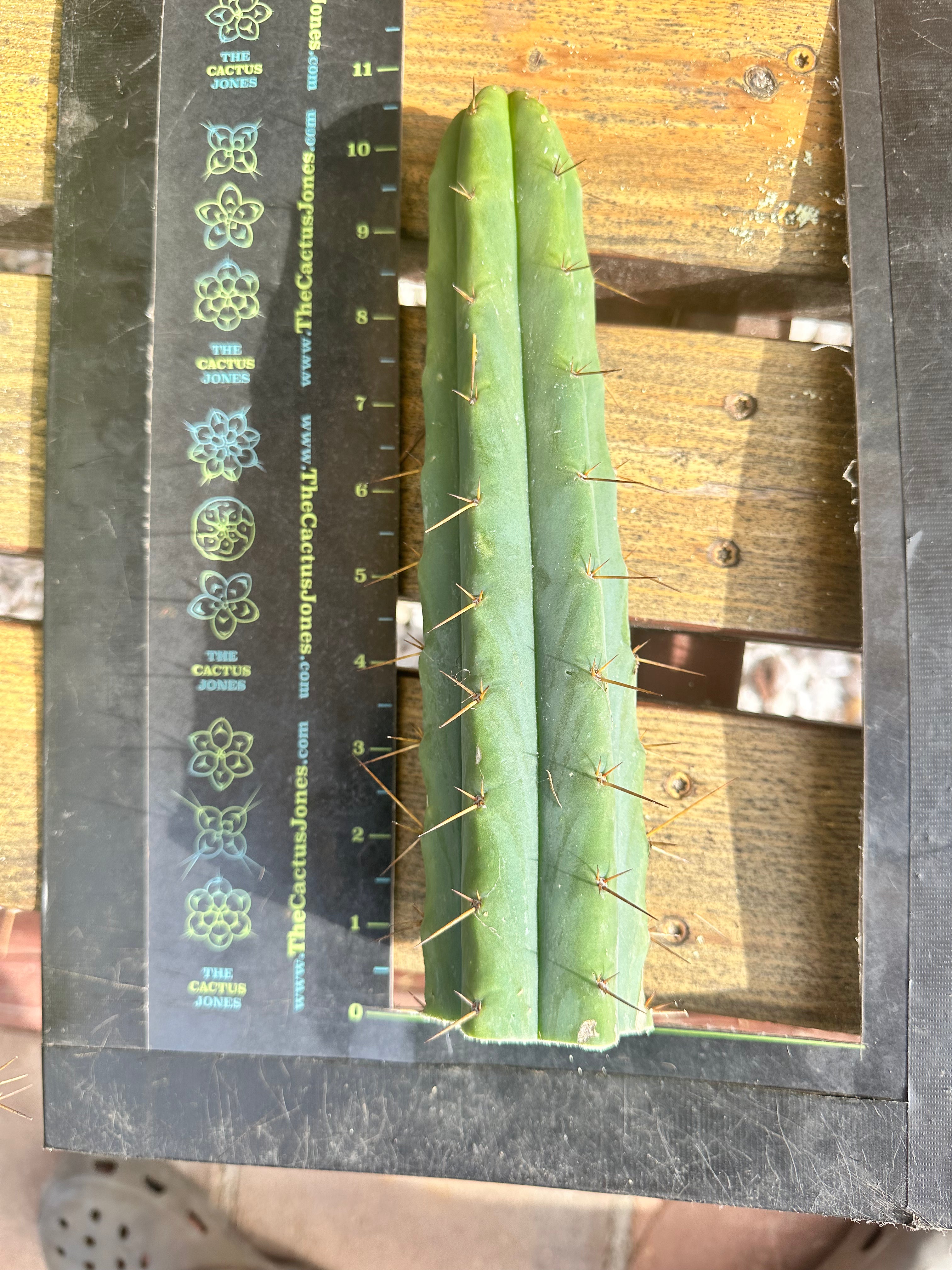 10” Bridgesii Tips — FREE ADD-ON ITEM!
