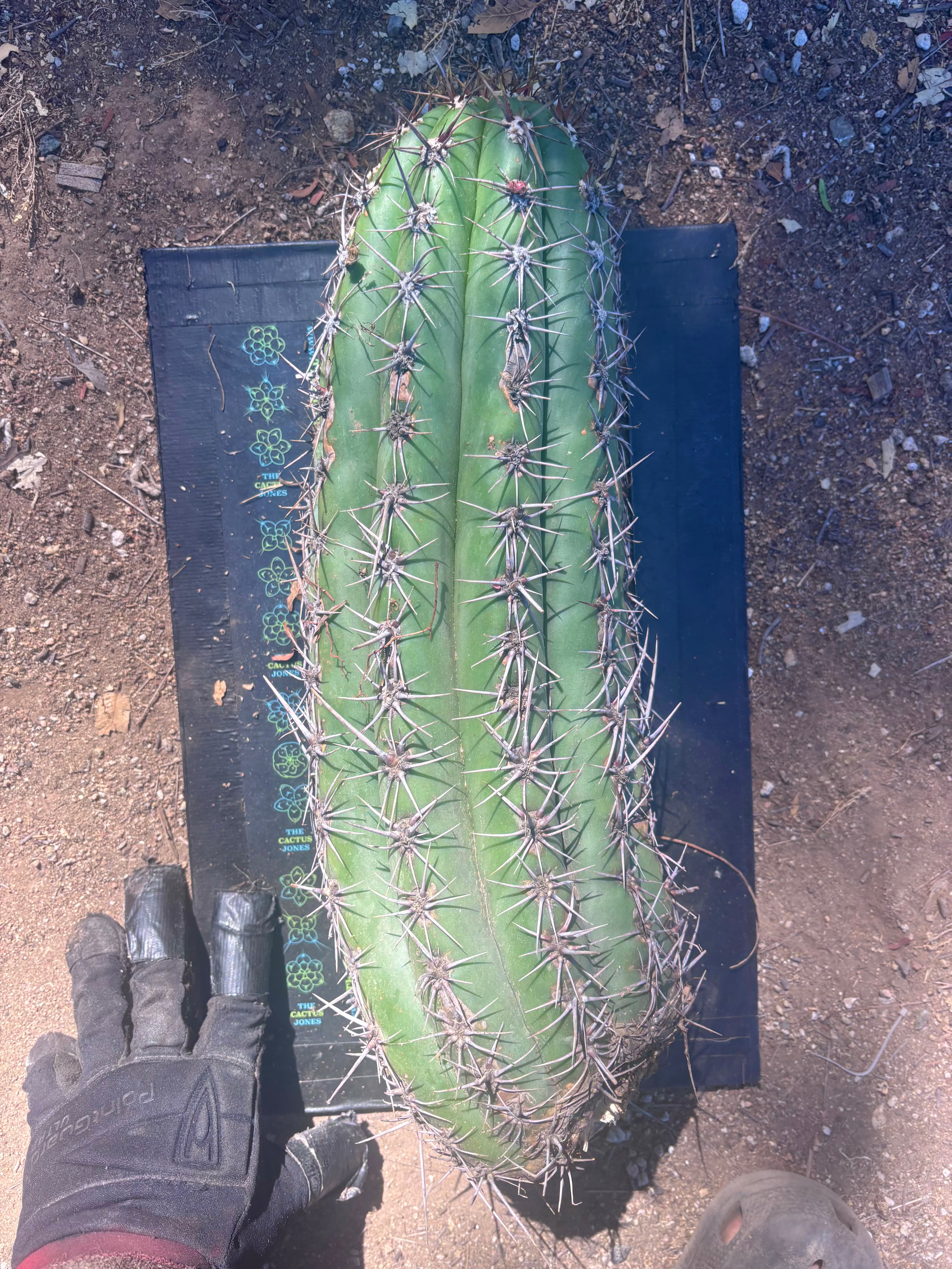 💎💎 Taquimbalensis — MASSIVE 18” Pup