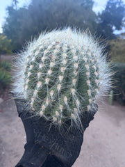 💎 Custom Order for Ty K