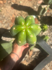 👑🌶️🌶️ Landfill — XL 14” Pup