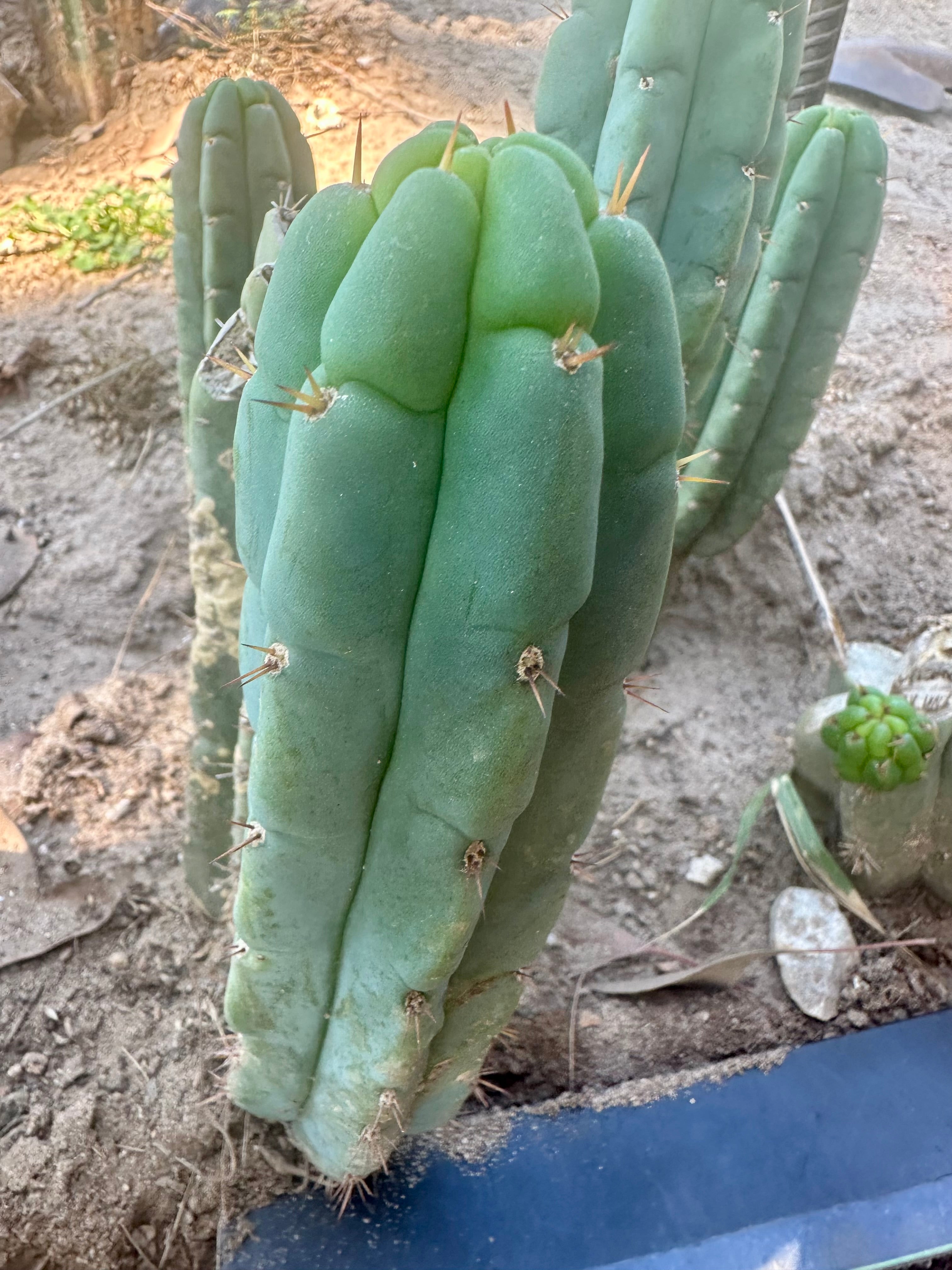 💎👑🌶️🌶️ Austy’s Bomb — 8” Pup