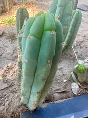 💎👑🌶️🌶️ Austy’s Bomb — 8” Pup