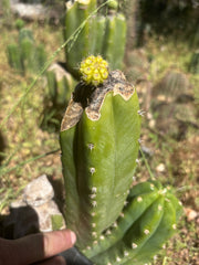 💎👑💎 Hulk’s Balls Graft