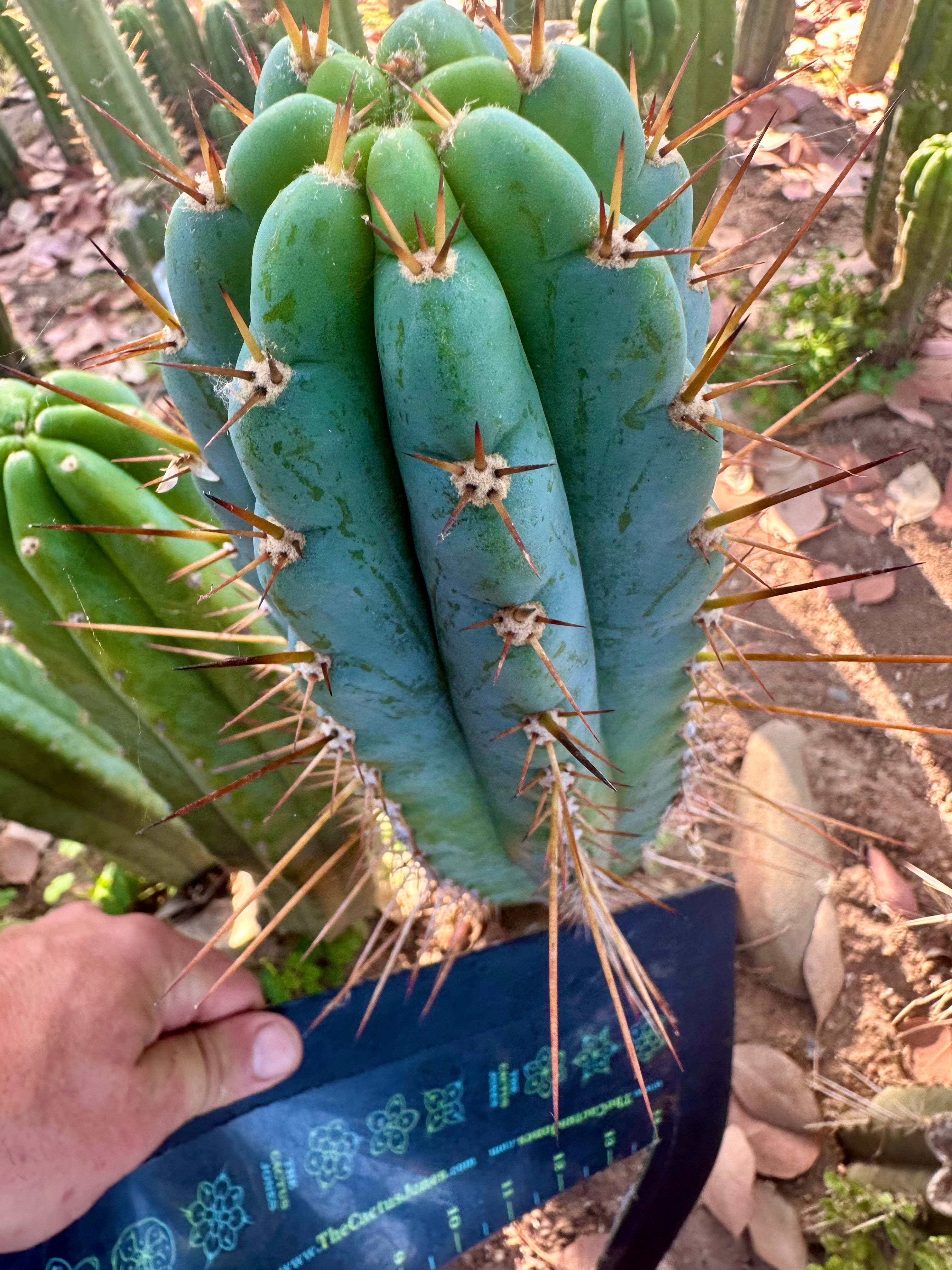 Rosei2 x TA01 (Peru x Peru)— Thick 10” Tip