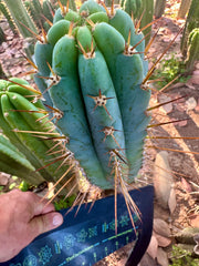 Rosei2 x TA01 (Peru x Peru)— Thick 10” Tip