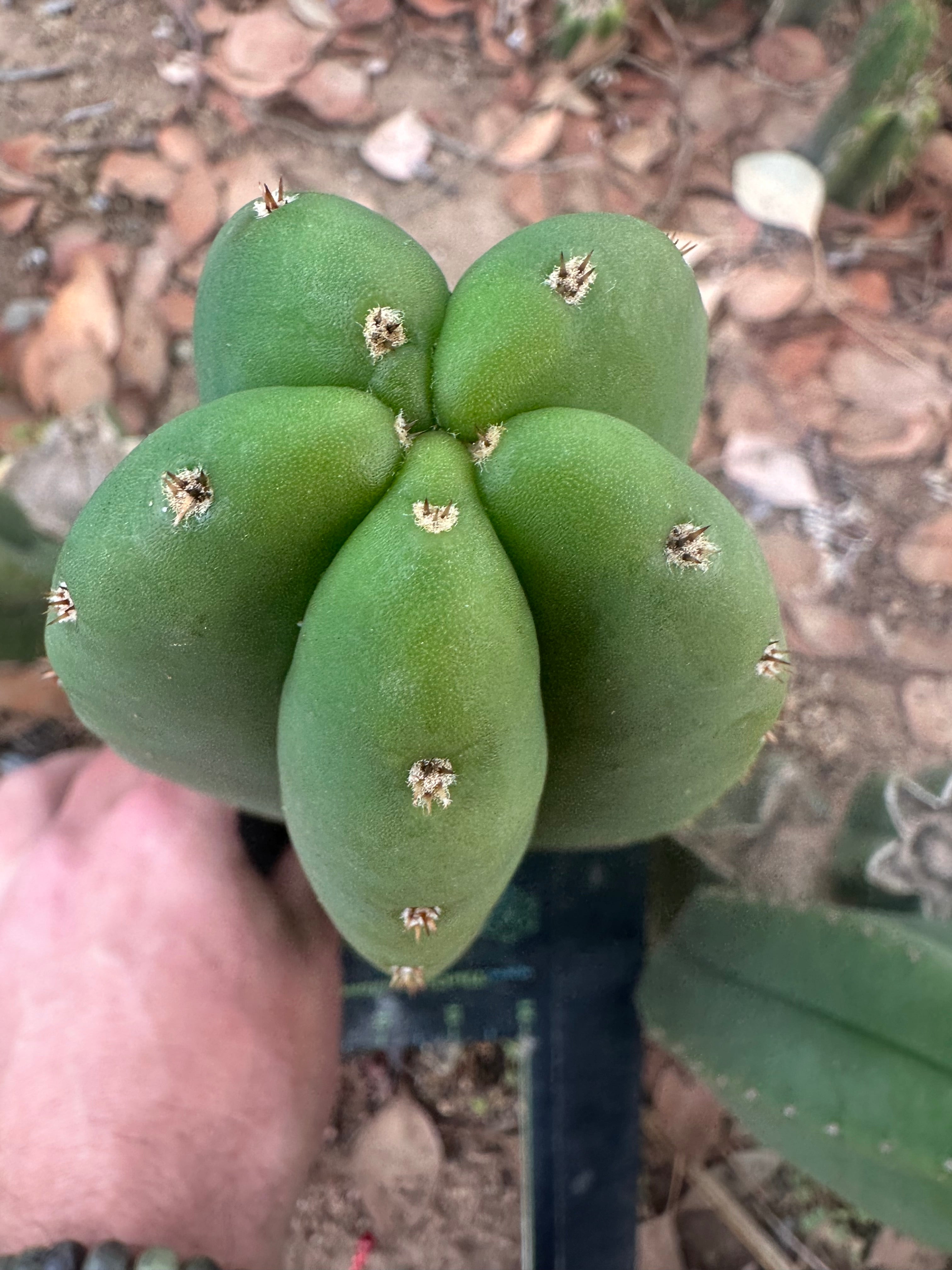 👑🌶️  Scop A  — Chonky 10” Tips