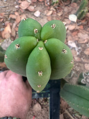 👑🌶️  Scop A  — Chonky 10” Tips