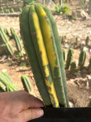 👑 Variegated Pachanoi — 9” Tip