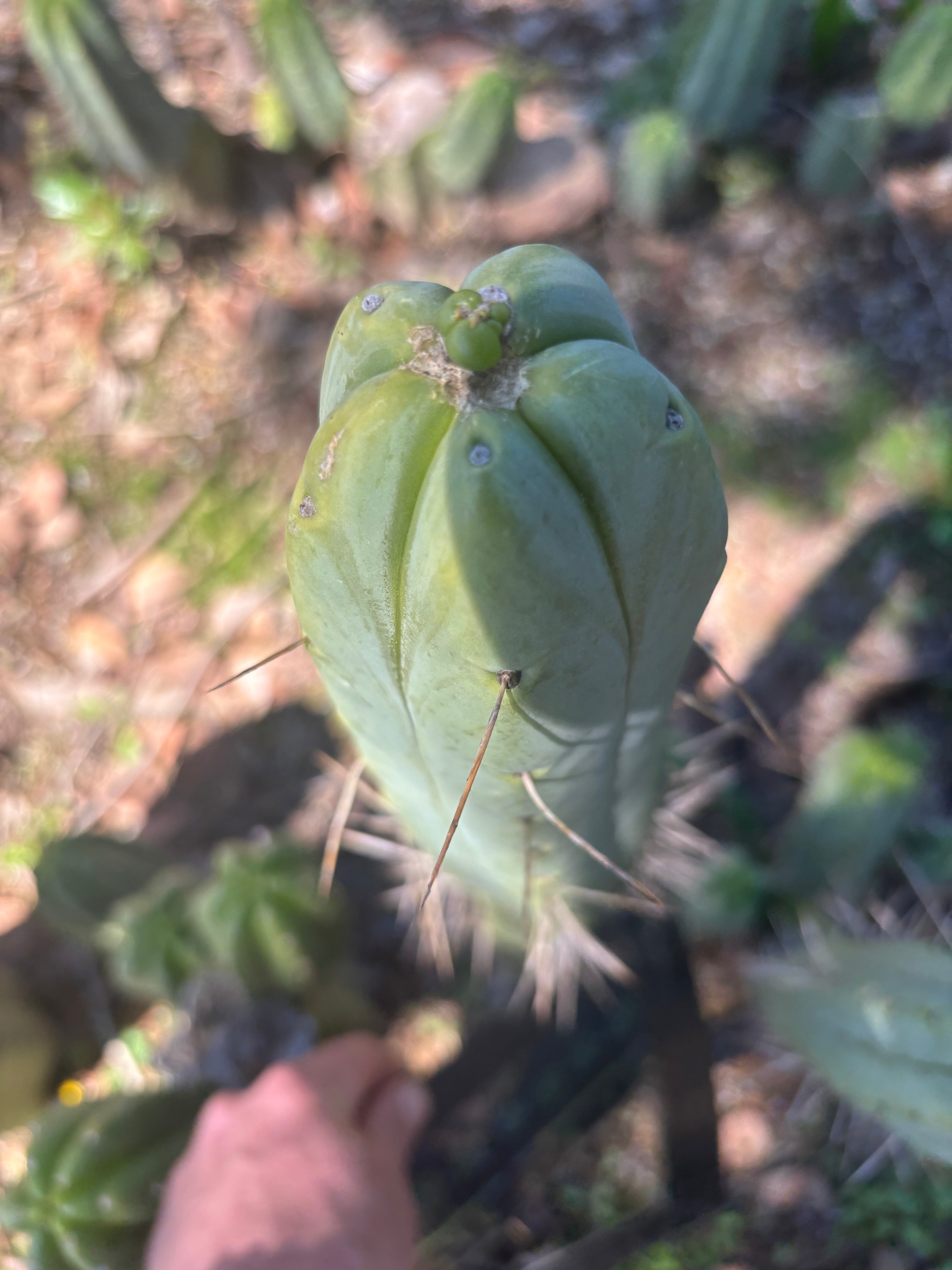 👑🌶️ BBB — XL 14” Tip