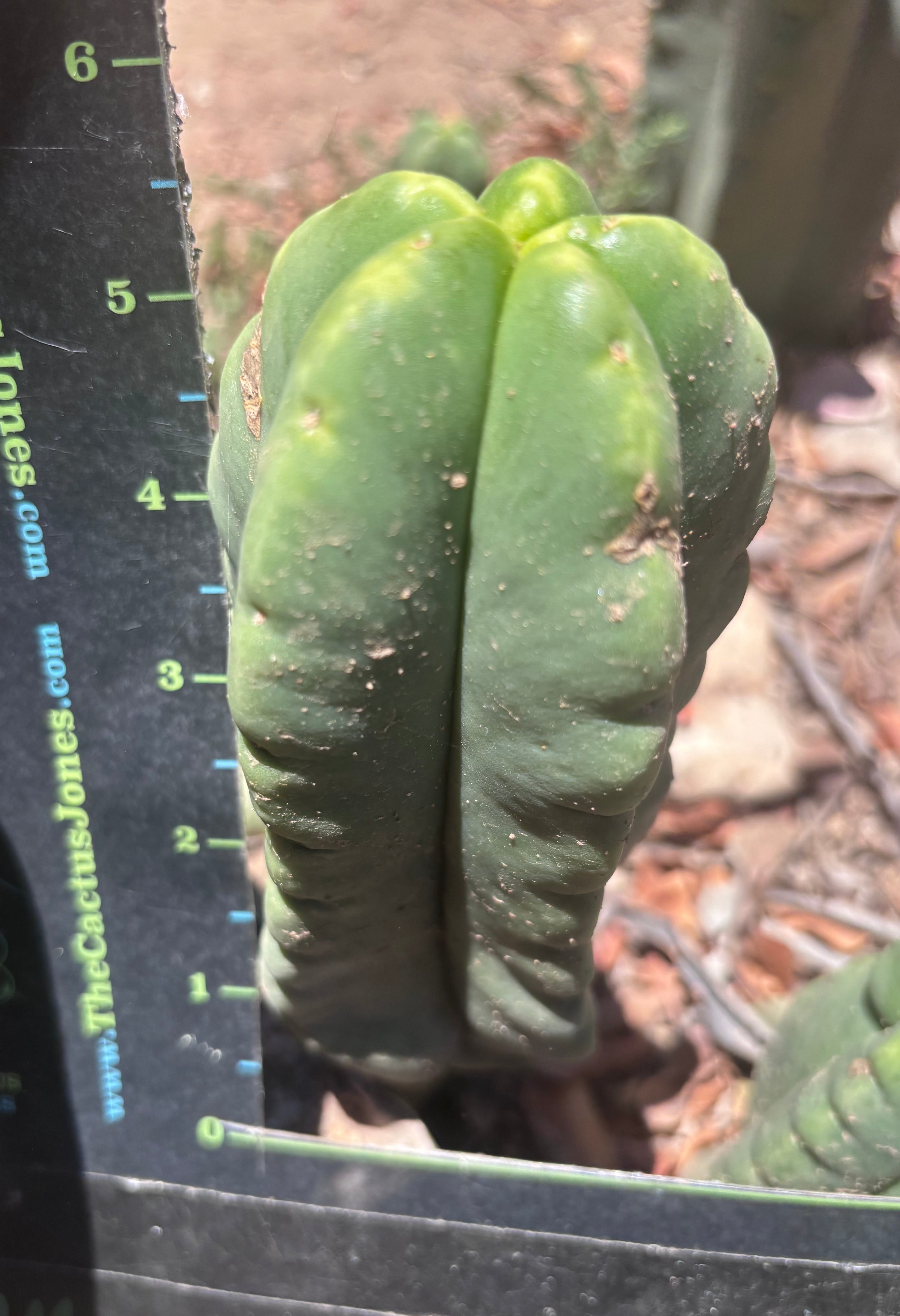 💎👑💎🌶️ Ferah! — 5.5” Pup