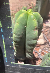 💎👑💎🌶️ Ferah! — 5.5” Pup