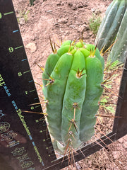 👑 Nash — 9” Grenade