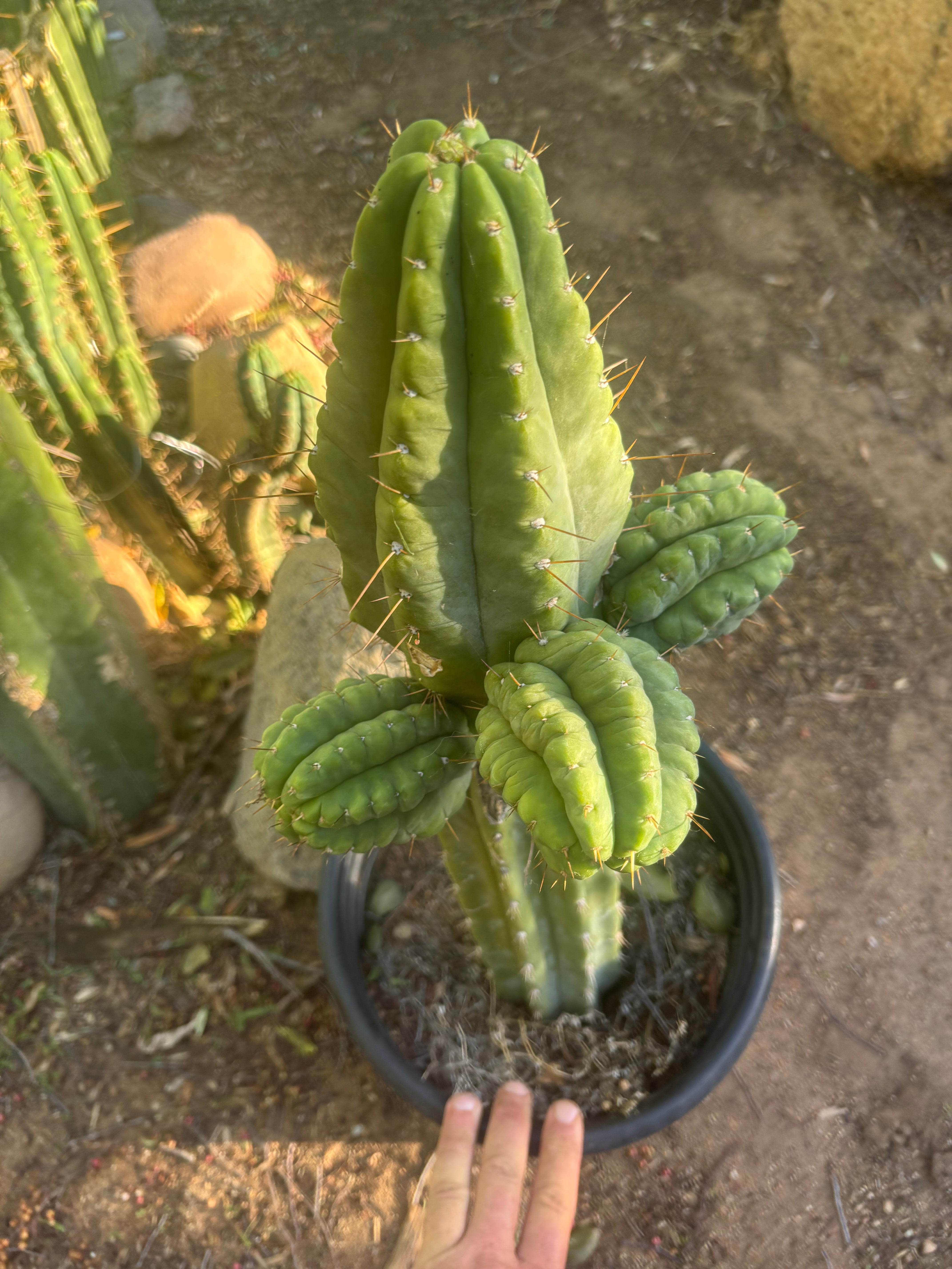 💎👑💎 Havran — Biggest Rooted Graft Ever!