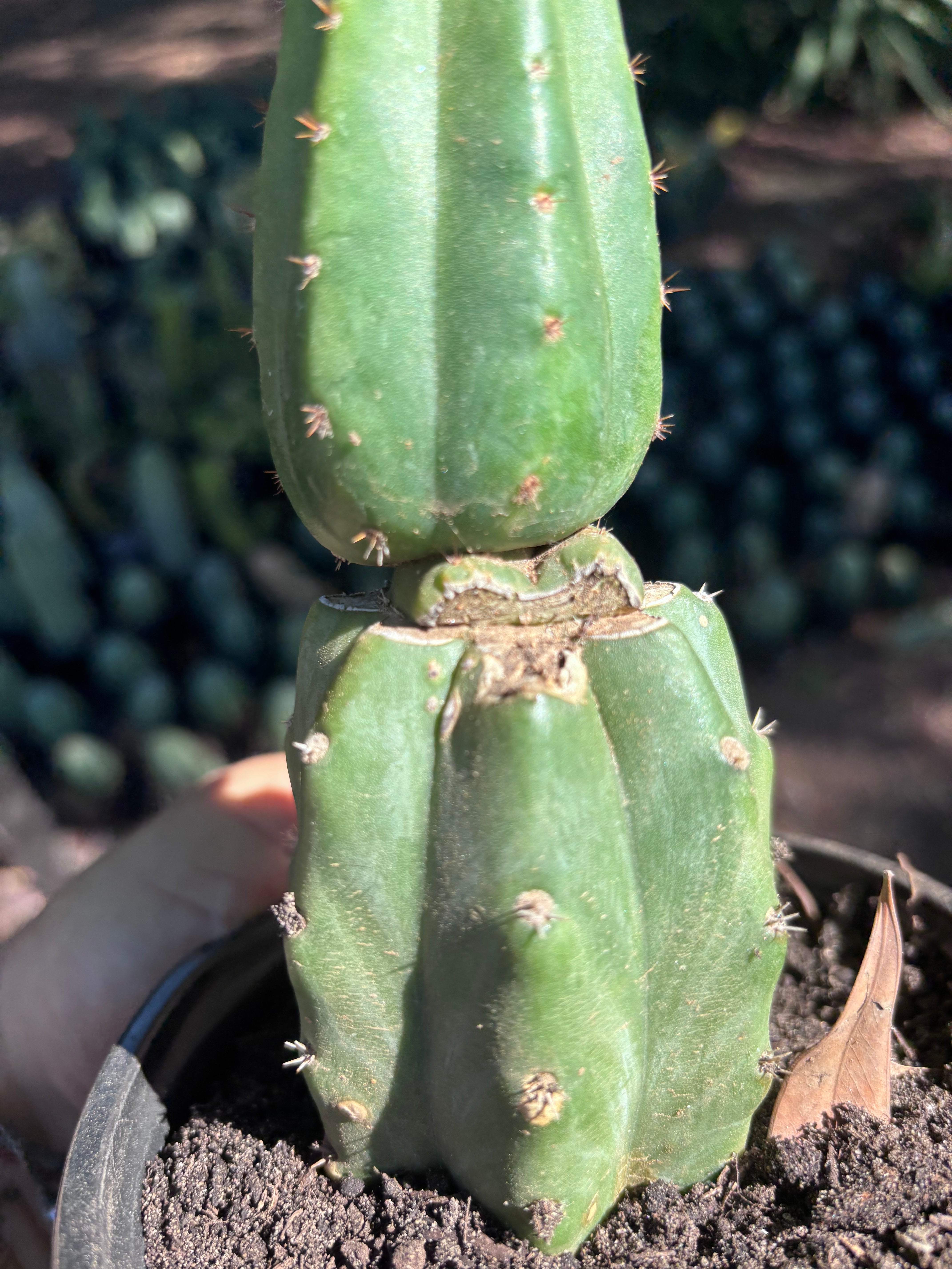 👑🌶️🌶️ KR04 — Another Rooted Slab Graft w/ Pup